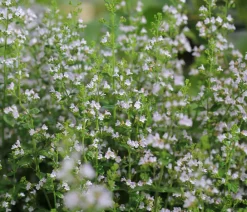 Dehner Bio Bodendecker & Efeu|Bio Stauden - Bio Steinquendel Lavendel