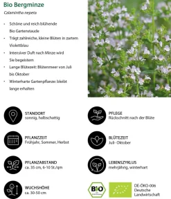 Dehner Bio Bodendecker & Efeu|Bio Stauden - Bio Steinquendel Lavendel