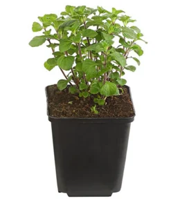 Dehner Bio Bodendecker & Efeu|Bio Stauden - Bio Steinquendel Lavendel