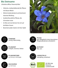 Dehner Bio Bio Steinsame 'Heavenly Blue' Blau Online