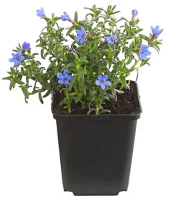 Dehner Bio Bio Steinsame 'Heavenly Blue' Blau Online