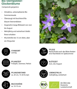 Dehner Bio Bodendecker & Efeu|Glockenblumen > Bio Sternpolster-Glockenblume