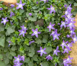 Dehner Bio Bodendecker & Efeu|Glockenblumen > Bio Sternpolster-Glockenblume
