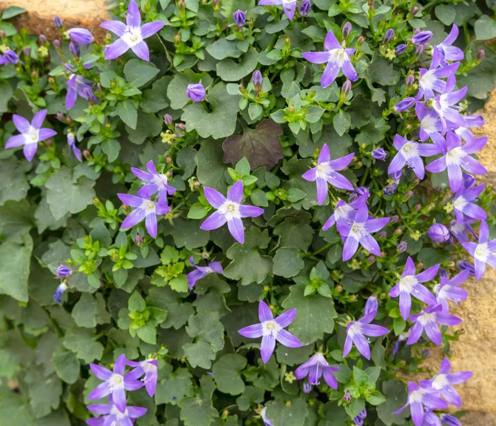 Dehner Bio Bodendecker & Efeu|Glockenblumen > Bio Sternpolster-Glockenblume
