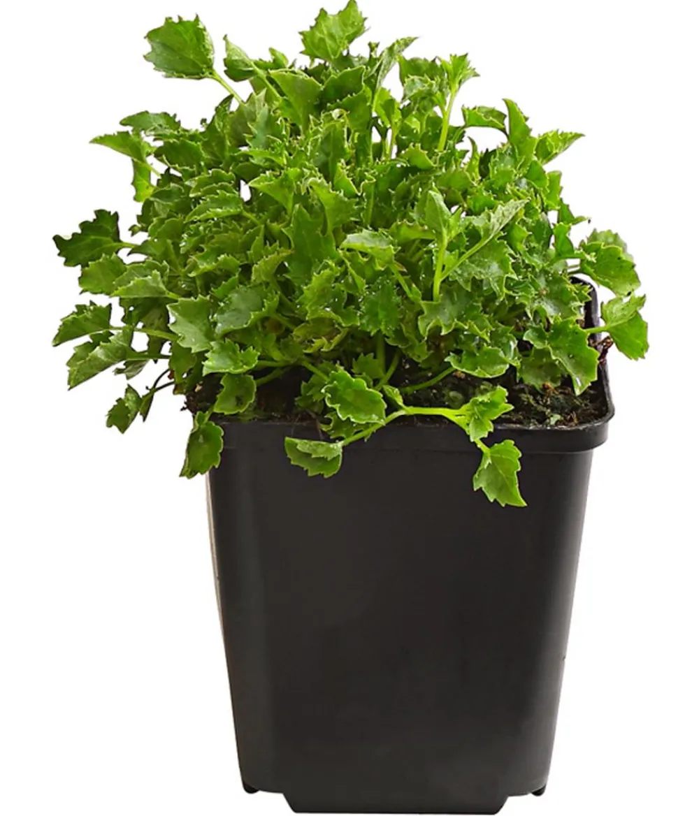 Dehner Bio Bodendecker & Efeu|Glockenblumen > Bio Sternpolster-Glockenblume