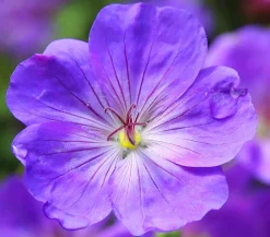Dehner Bio Bio Storchschnabel 'Rozanne®' Lavendel Clearance