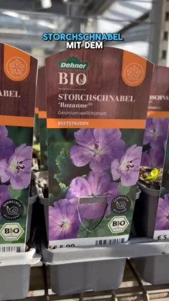 Dehner Bio Bio Storchschnabel 'Rozanne®' Lavendel Clearance