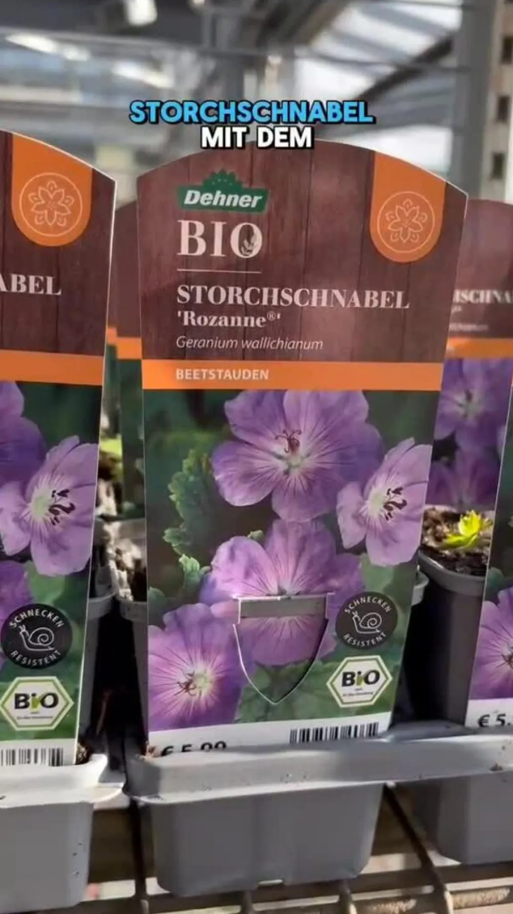Dehner Bio Bio Storchschnabel 'Rozanne®' Lavendel Clearance