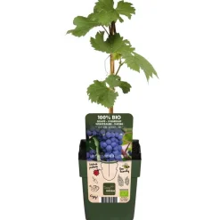 Dehner Bio Weinreben & Gartenobst|Bio-Obststräucher - Bio Tafeltraube 'Boskoop Glory' Dunkelblau