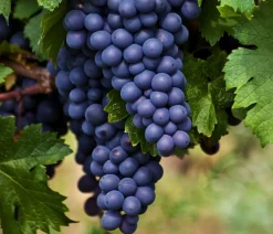 Dehner Bio Weinreben & Gartenobst|Bio-Obststräucher - Bio Tafeltraube 'Boskoop Glory' Dunkelblau