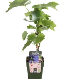 Dehner Bio Weinreben & Gartenobst|Bio-Obststräucher - Bio Tafeltraube 'Boskoop Glory' Dunkelblau