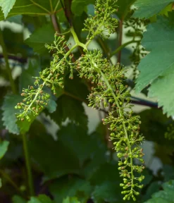 Dehner Bio Weinreben & Gartenobst|Bio-Obststräucher > Bio Tafeltraube 'Johanniter'