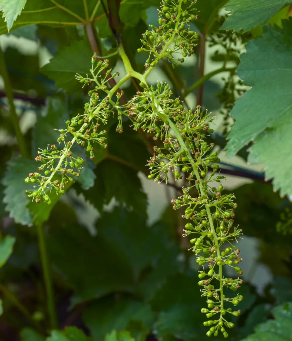 Dehner Bio Weinreben & Gartenobst|Bio-Obststräucher > Bio Tafeltraube 'Johanniter'