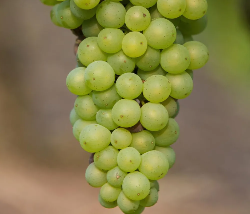 Dehner Bio Weinreben & Gartenobst|Bio-Obststräucher > Bio Tafeltraube 'Johanniter'