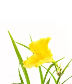 Dehner Bio Bio Taglilie 'Stella d'Oro' Gelb Sale
