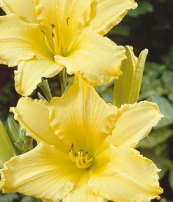 Dehner Bio Bio Taglilie 'Stella d'Oro' Gelb Sale