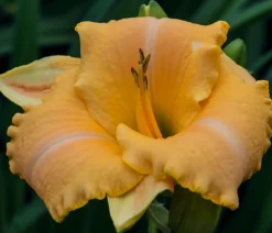 Dehner Bio Bio Taglilie 'Stella d'Oro' Gelb Sale