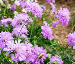 Dehner Bio Bio Tauben-Skabiose 'Pink Mist' Rosa New