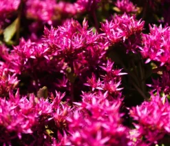 Dehner Bio Fetthenne|Bio Stauden - Bio Teppich-Fetthenne 'Purpur Winter'