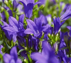 Dehner Bio Steingartenstauden|Bio Stauden > Bio Teppich-Glockenblume