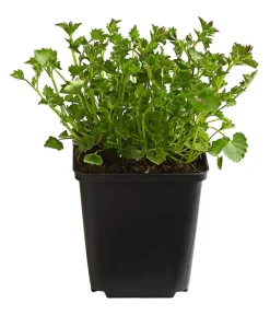Dehner Bio Steingartenstauden|Bio Stauden > Bio Teppich-Glockenblume