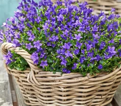 Dehner Bio Steingartenstauden|Bio Stauden > Bio Teppich-Glockenblume