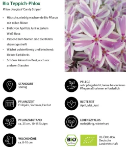 Dehner Bio Bio Teppich-Phlox 'Candy Stripes' Zartrosa