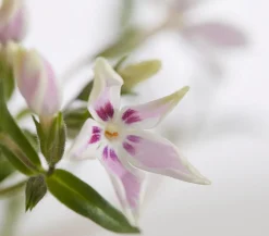 Dehner Bio Bio Teppich-Phlox 'Candy Stripes' Zartrosa