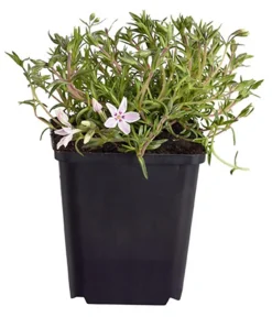Dehner Bio Bio Teppich-Phlox 'Candy Stripes' Zartrosa