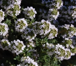 Dehner Bio Bio-Kräuter|Garten- & Heilkräuter - Bio Thymian Grün