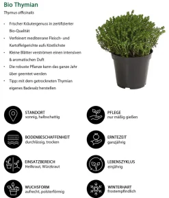 Dehner Bio Bio-Kräuter|Garten- & Heilkräuter - Bio Thymian Grün