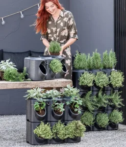 Dehner Bio Bio-Kräuter|Garten- & Heilkräuter - Bio Thymian Grün