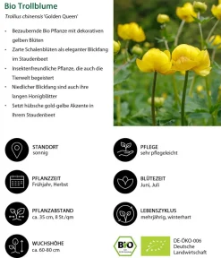 Dehner Bio Sommerstauden|Bio Stauden - Bio Trollblume 'Golden Queen' Gelb