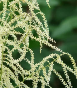Dehner Bio Sommerstauden|Blatt- & Schattenstauden - Bio Wald-Geißbart Creme