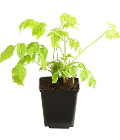 Dehner Bio Sommerstauden|Blatt- & Schattenstauden - Bio Wald-Geißbart Creme