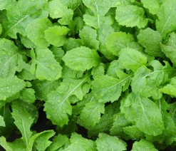 Dehner Bio Garten- & Heilkräuter|Bio-Kräuter > Bio Wasabi Rauke im Pottburri®-Topf