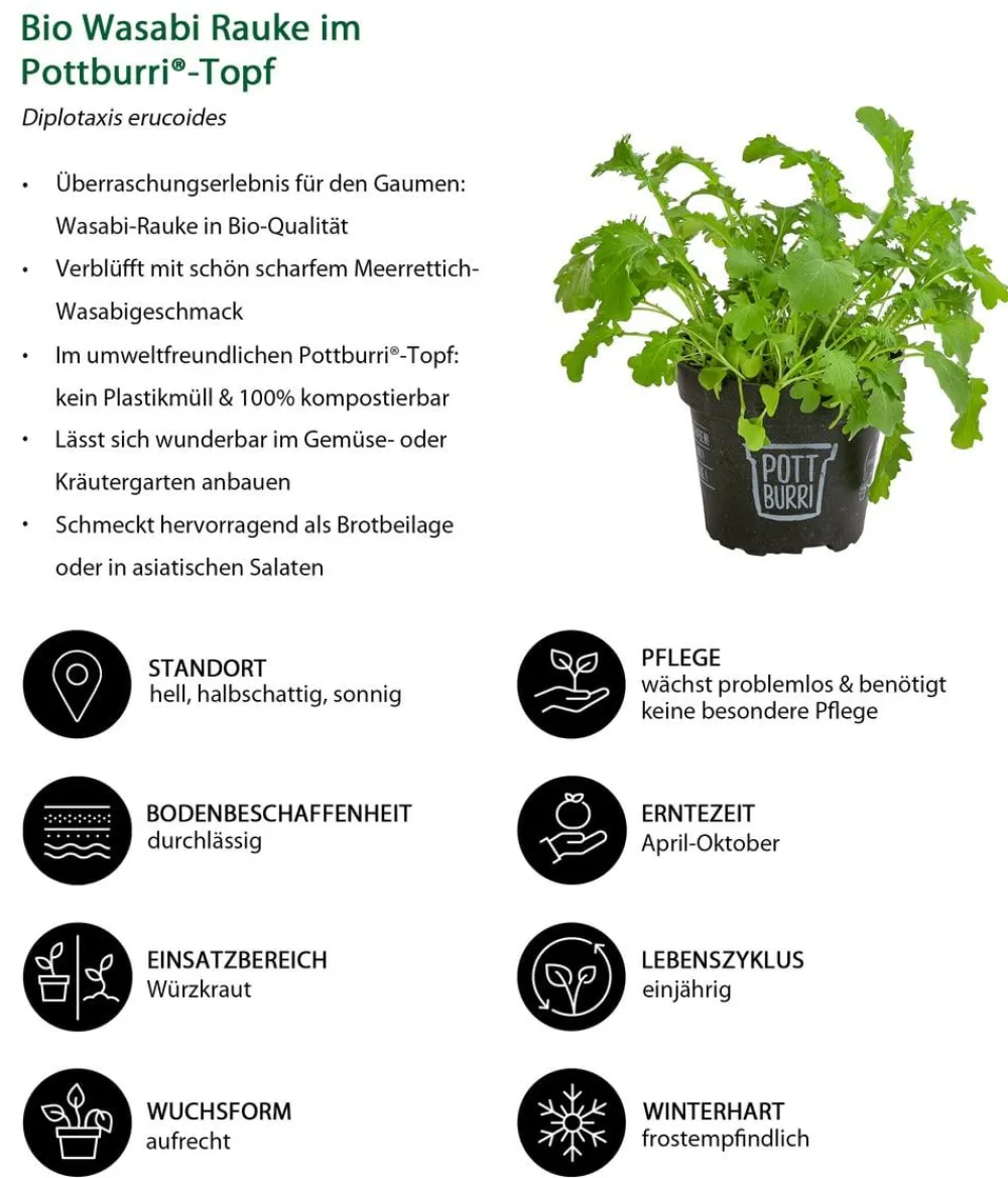 Dehner Bio Garten- & Heilkräuter|Bio-Kräuter > Bio Wasabi Rauke im Pottburri®-Topf