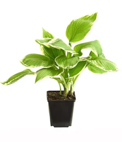 Dehner Bio Bio Wellblattfunkie 'Albomarginata' Discount