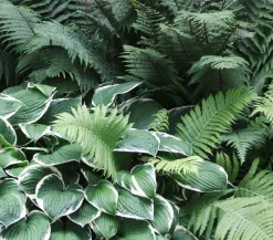 Dehner Bio Bio Wellblattfunkie 'Albomarginata' Discount