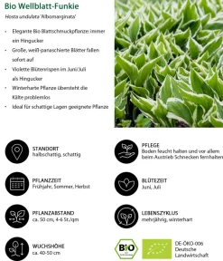 Dehner Bio Bio Wellblattfunkie 'Albomarginata' Discount