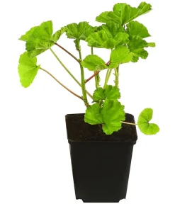 Dehner Bio Steingartenstauden|Sommerstauden - Bio Wild-Malve 'Zebrina'