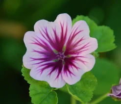 Dehner Bio Steingartenstauden|Sommerstauden - Bio Wild-Malve 'Zebrina'