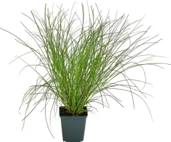 Dehner Bio Bio Winkel-Segge Grün New