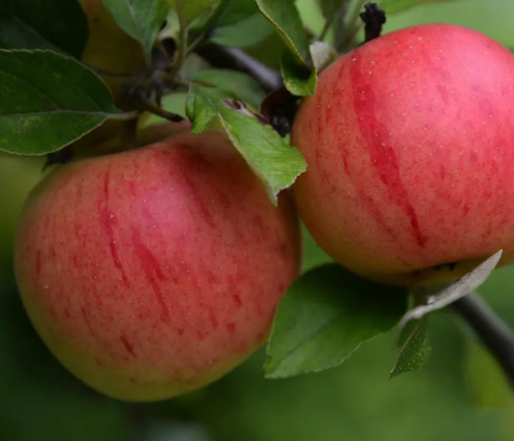 Dehner Bio Obstbäume|Bio-Obstbäume > Bio Winterapfel 'Benoni'