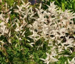 Dehner Bio Sommerstauden|Blatt- & Schattenstauden - Bio Zwerg-Geißbart