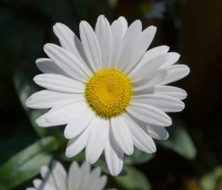 Dehner Bio Bio Zwerg-Margerite 'Dwarf Snow Lady' Weiß Hot