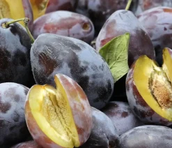 Dehner Bio Obstbäume|Zwetschgen- & Pflaumenbäume - Bio Zwetschge 'Hauszwetschge'
