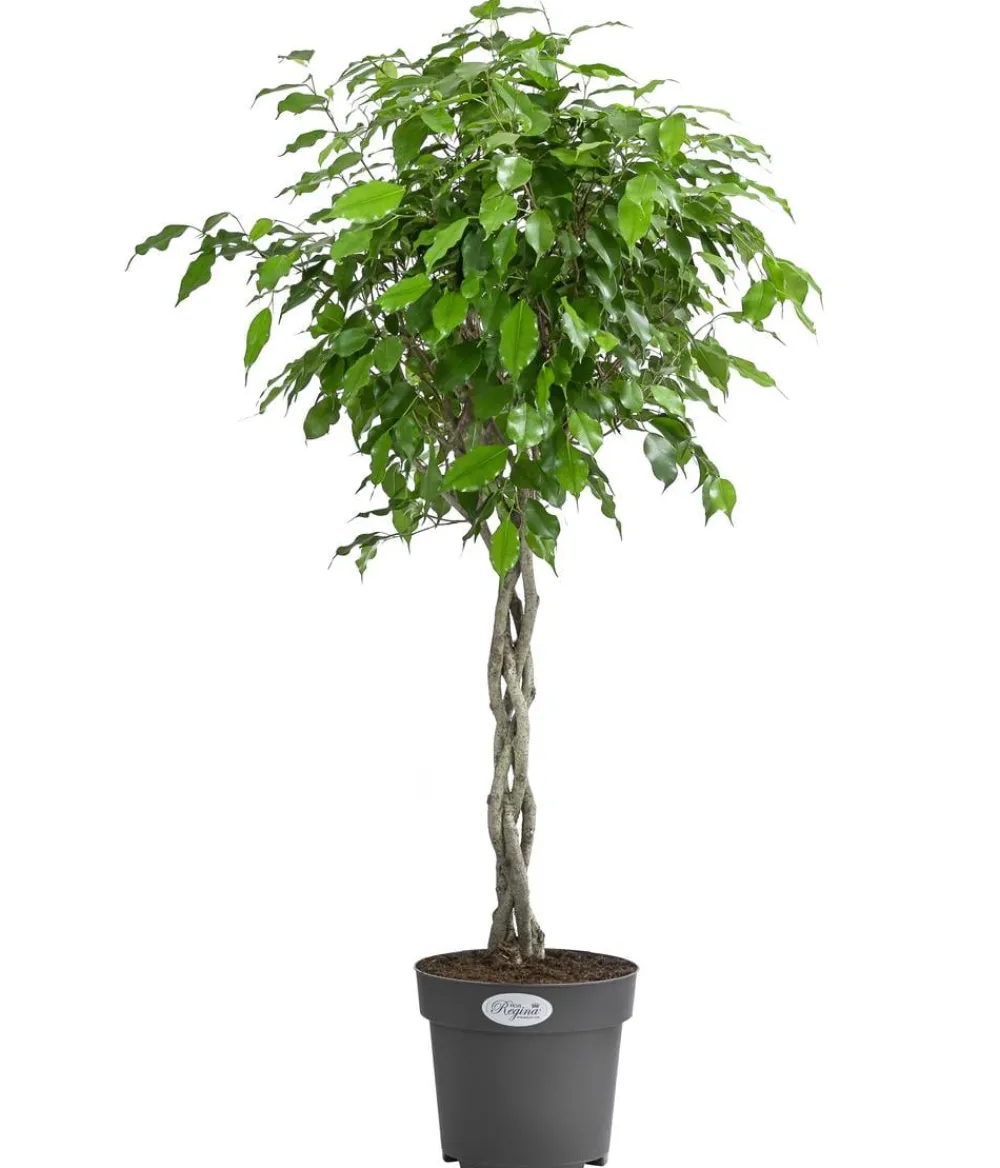 Dehner Birkenfeige - Ficus benjamina 'Exotica' Grün Best