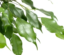 Dehner Birkenfeige - Ficus benjamina 'Exotica' Grün Best