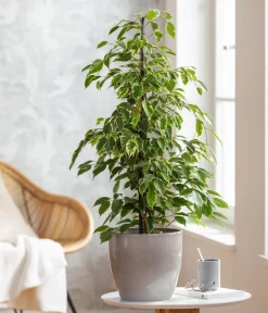 Dehner Birkenfeige - Ficus benjamina 'Forever', verschiedene Farben Clearance